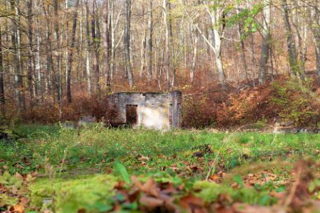 In the picture, between the trees and foliage, two walls of buildings can be seen, which are connected at right angles at the corner. An information pillar can be seen in the foreground on the right, which indicates that it is the remains of the cinema barracks.