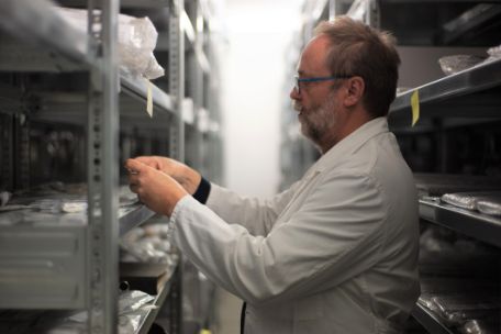 The collection manager Torsten Heß is standing in an aisle between shelves filled with collection objects. He is wearing a white lab coat and glasses. He is facing the shelf on the left and takes something out.